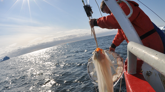 Planktonnet, Disko Bugt (foto: Uffe Wilken).