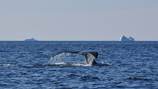 Grønlandshval, Disko Bugt (foto: Uffe Wilken).