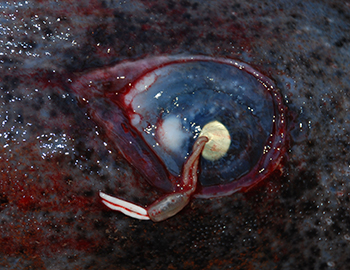 Øje af ca. tre meter lang grønlandshaj med en parasit på hornhinden. Parasitten er en copepod/krebsdyr.