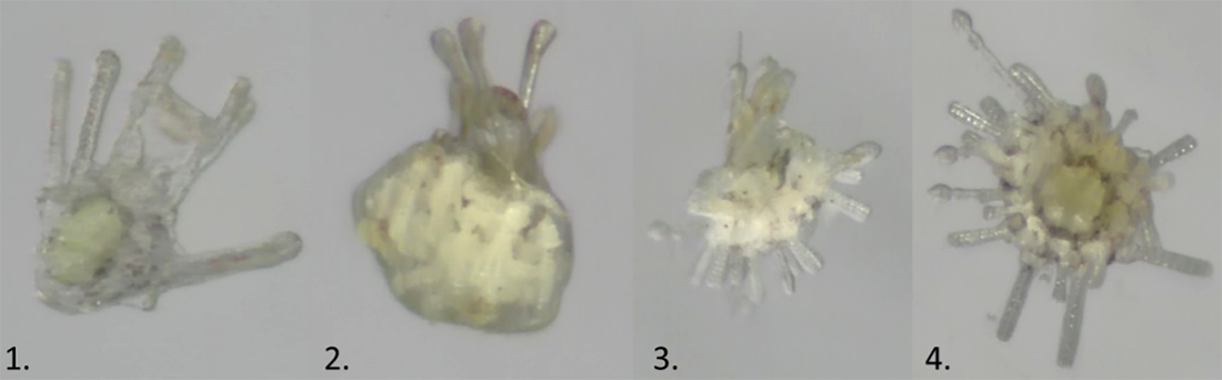 Metamorfoseprocessen: 1. Svømmende søpindsvinelarve, 2. Larve med ungdomsorganer under udvikling, 3. Aktiv metamorfose, 4. Ungt søpindsvin, der lever på havbunden (fotos: Sinja Rist).