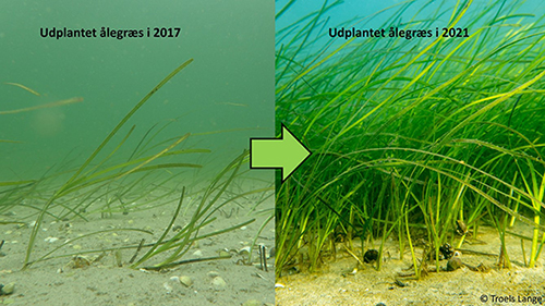 Udplantning af ålegræs i 2017 og resultatet i 2021 (foto: Troels Lange).