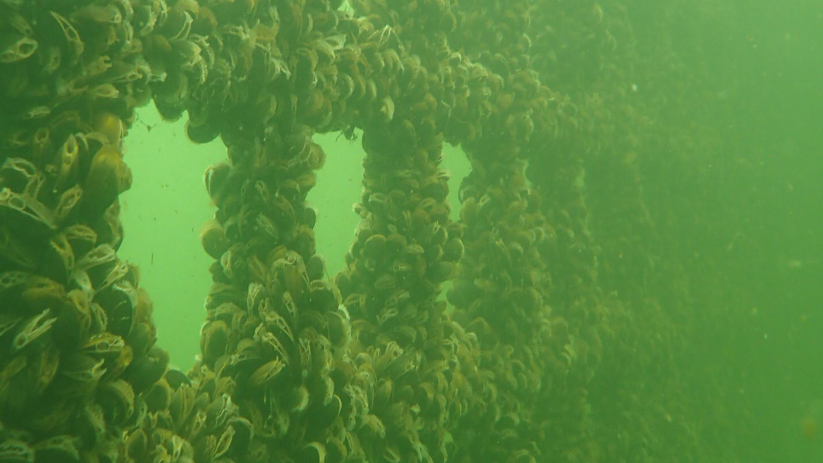 Net med muslinger under vandet (foto: DTU Aqua, Sektion for Kystøkologi).