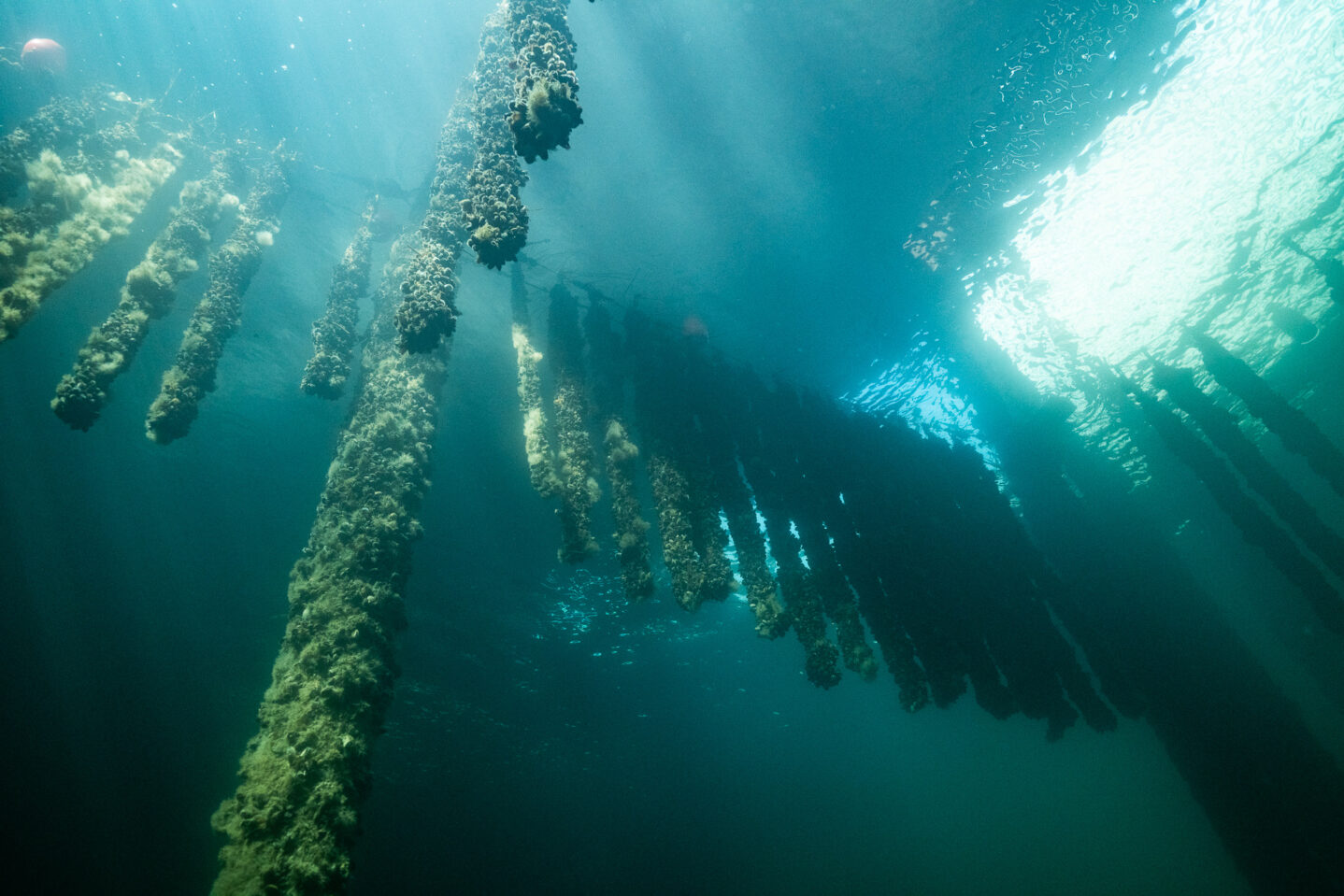 Undervandsfoto fra Bølgemarken i København (foto: Lars Hestbæk)