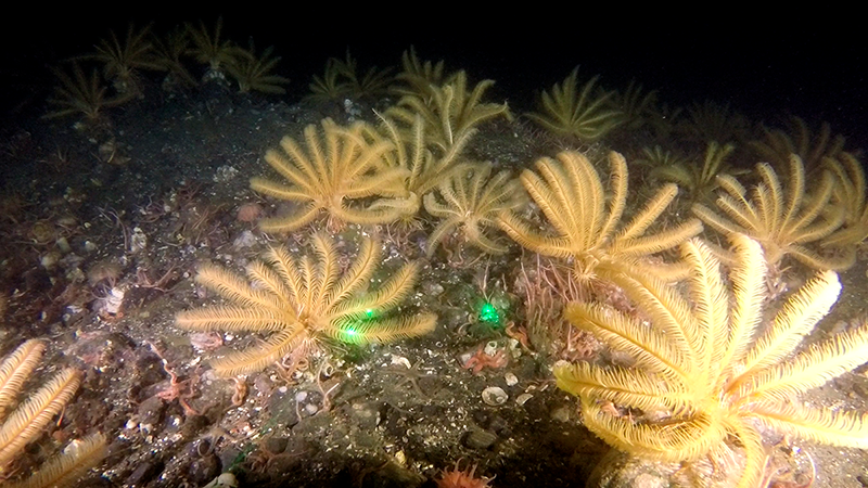 Crinoider (fjerstjerner) bruger deres fjerlignende arme til at indsamle partikler fra vandsøjlen. Der er især mange af dem i områder med en høj tæthed af organisk stof som plante- og dyreplankton (kilde: Pingortitaleriffik).