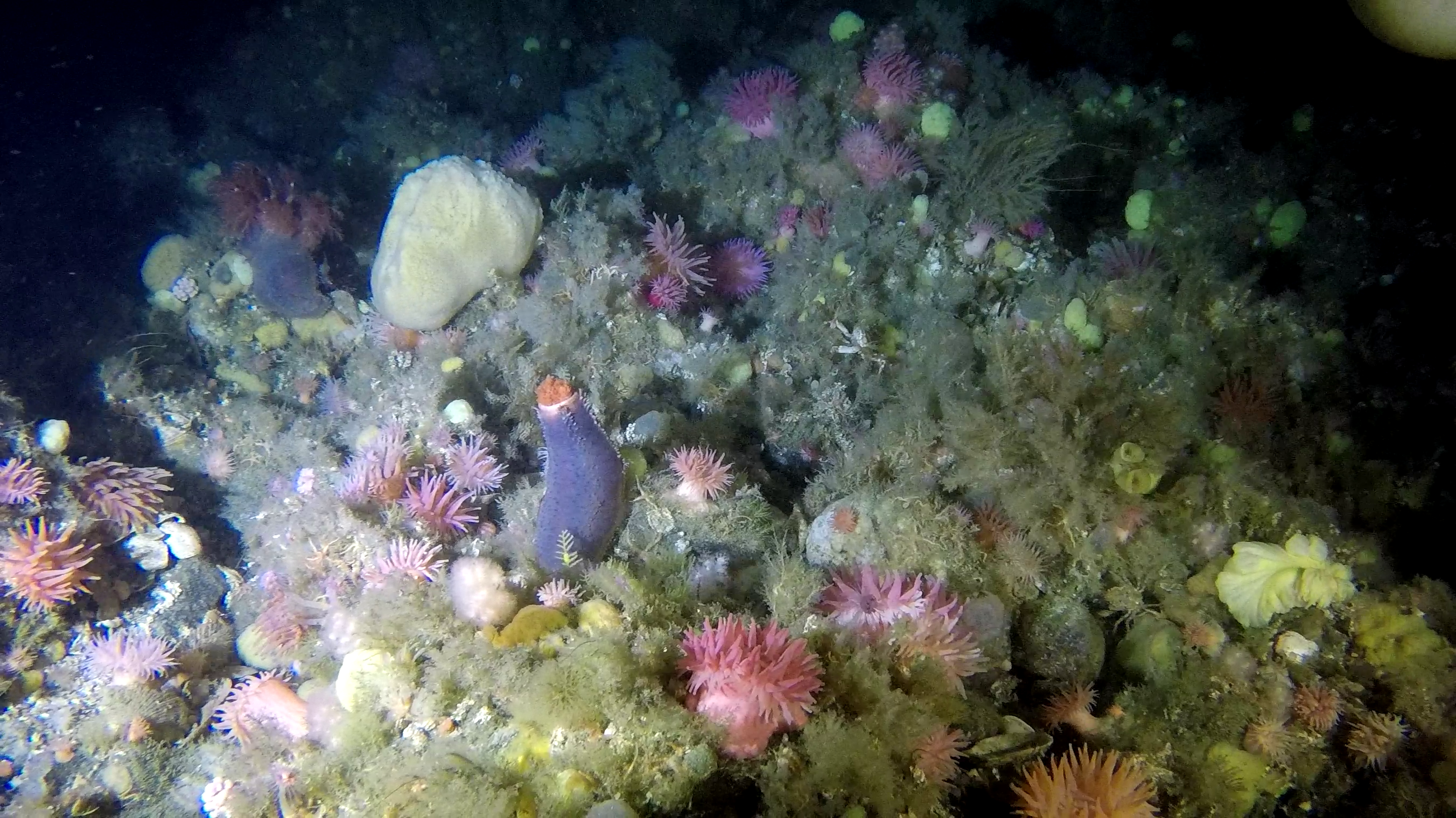 En hård klippevæg i Nuup Kangerlua med lyserøde søanemoner, violette søpølser og en blanding af svampe, hydrozoer og bryozoer. Disse områder er ofte beskyttet mod isbjergenes skuring og er ikke fisket, hvilket gør det muligt for de mere langsomt voksende organismer at trives her (kilde: Pingortitaleriffik).