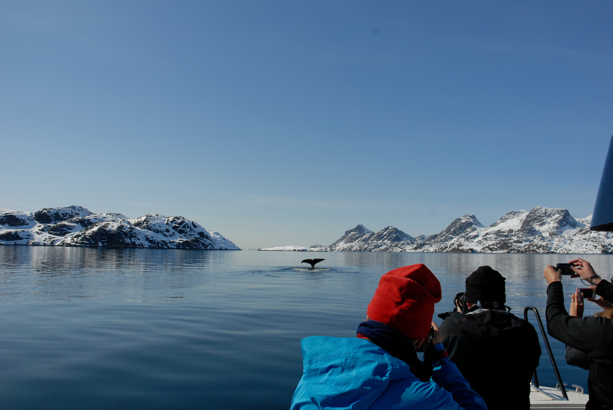 Hvalsafari i Grønland. Foto: Jörg Ehrlich, Visit Greenland.