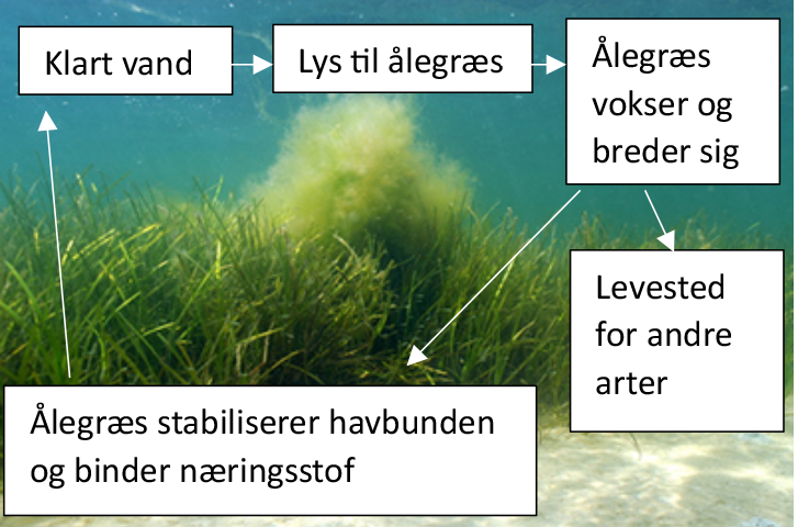 Figur 2. Effekten af eutrofiering på ålegræs. Foto: Peter Bondo Christensen.