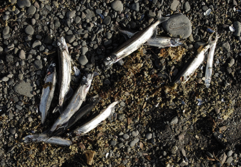 Ammassatter på stranden ved Qeqertarsuaq, Disko (foto: Uffe Wilken).
