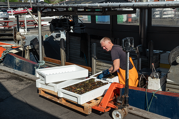 Fisker Niels Frederiksen lander en del af dagens fangst i Sletten Havn (foto: Uffe Wilken).