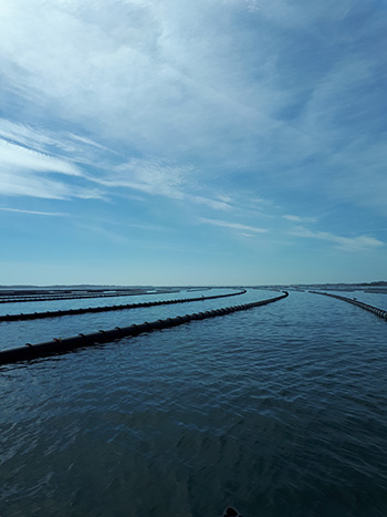 Muslingefarm (foto: DTU Aqua, Sektion for Kystøkologi).