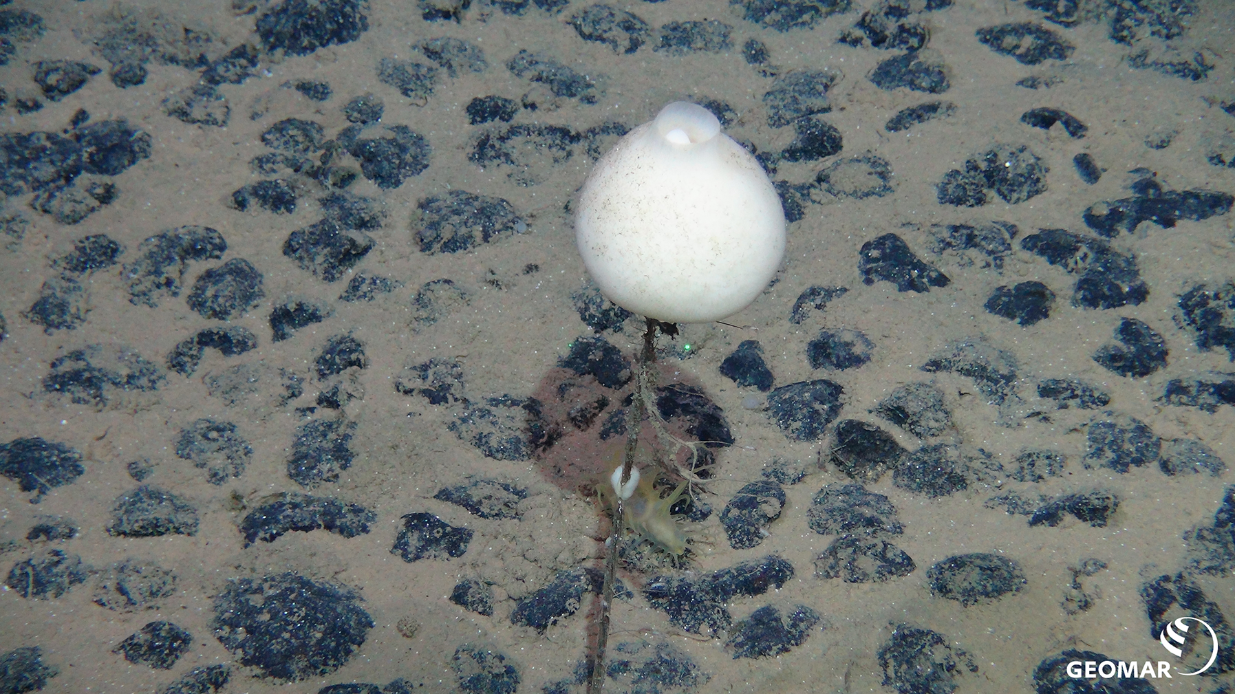 Glassvamp i et område med mangannoduler i det nordlige Stillehav. Foto:  ROV-Team/GEOMAR (CC BY 4.0).