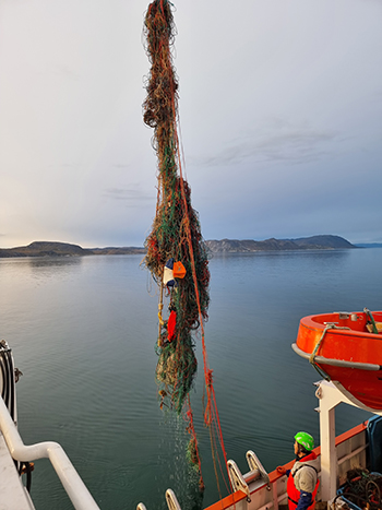 En stor klump langliner fanget ved Sardloq i Nuup kangerdlua (Godthåbsfjorden). Når bløde bøjer trækkes ned, bliver de mast af vandtrykket og mister deres opdrift (foto: Rasmus Nygaard).