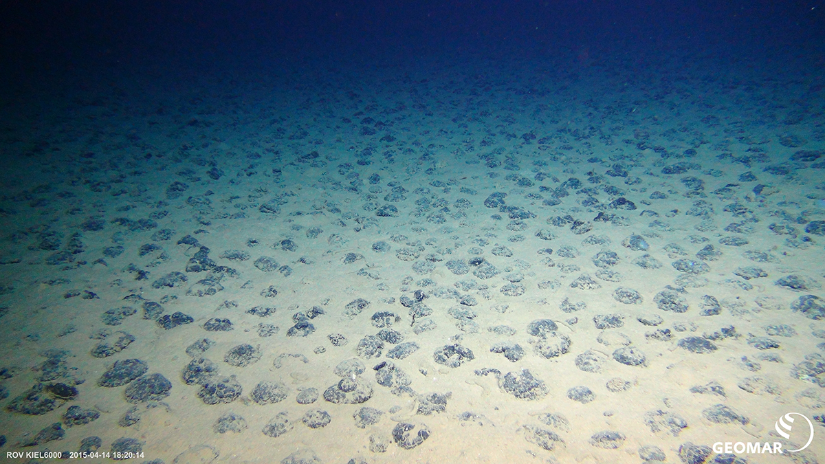 Mangannoduler på havbunden i Clarion-Clipperton Zonen i Stillehavet, april 2015. Foto: ROV KIEL 6000, GEOMAR (CC BY 4.0)
