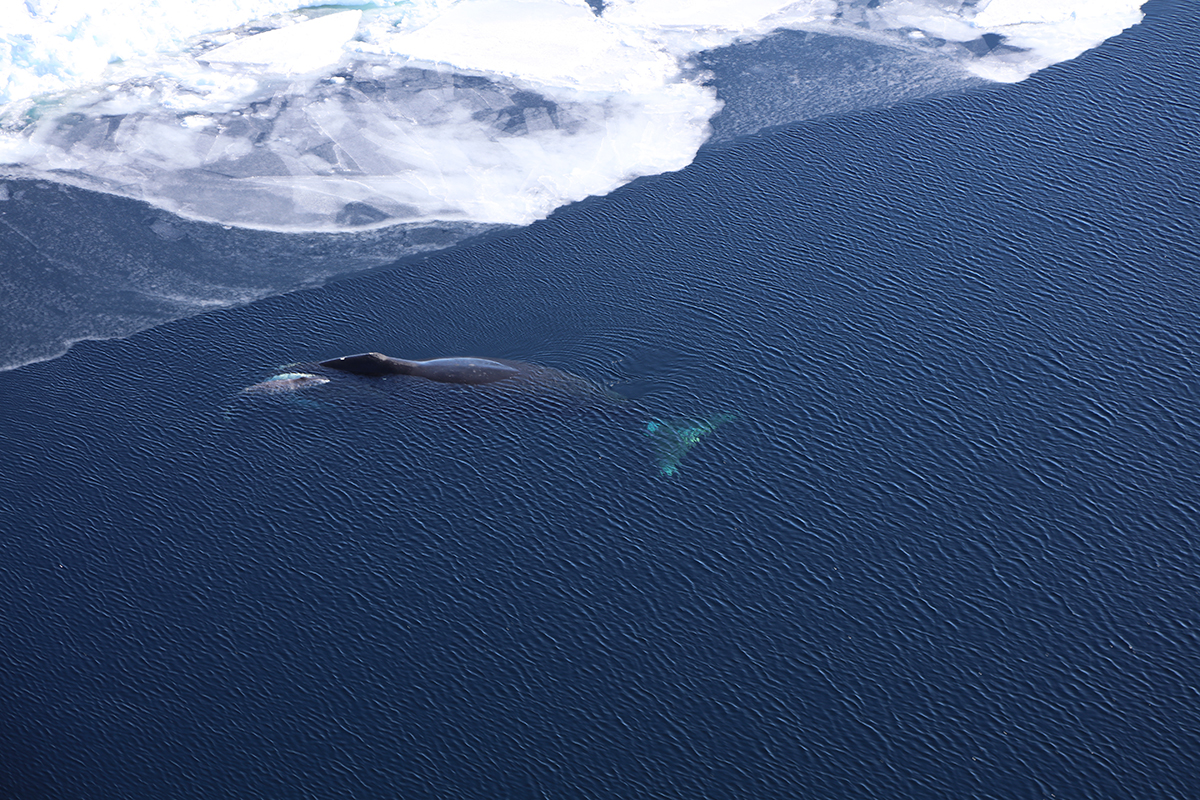 To grønlandshvaler i Østgrønland i 2022, mor og kalv (foto: B. Jóhannesson).