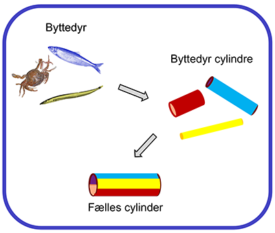 Figur 4. Såvel de enkelte byttedyr som den fælles fødeklump betragtes som cylindre i mavetømningsmodellen. Overfladen af de enkelte byttedyr-cylindre nedskaleres til den begrænsede overflade af den fælles cylinder, der er udsat for fordøjelsesprocesserne (Niels Gerner Andersen).