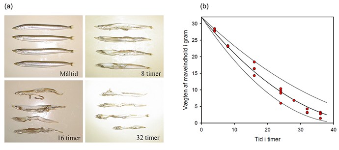 Figur 3. (a) Fordøjelsesgraden af fire tobiser i maver hos rovfisken (her sej) gennem 32 timer efter indtagelse af måltidet. (b) Reduktionen i den samlede vægt af tobisrester fra måltidet på grund af fordøjelse og udtømning af den fordøjede suppe fra maven og ud i tarmen hos 20 sej. Kurven (med usikkerhedsgrænser) beskriver forløbet (Niels Gerner Andersen).