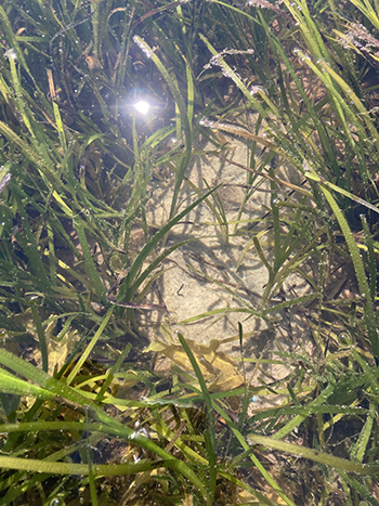 Kig godt efter! Mellem ålegræsbladene gemmer der sig et mylder af bl.a. fladfiskeyngel (foto: Dorte Krause-Jensen).
