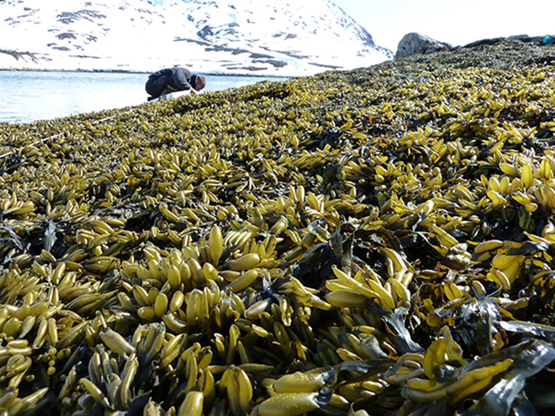 Foto: Mikael Sejr, AU.