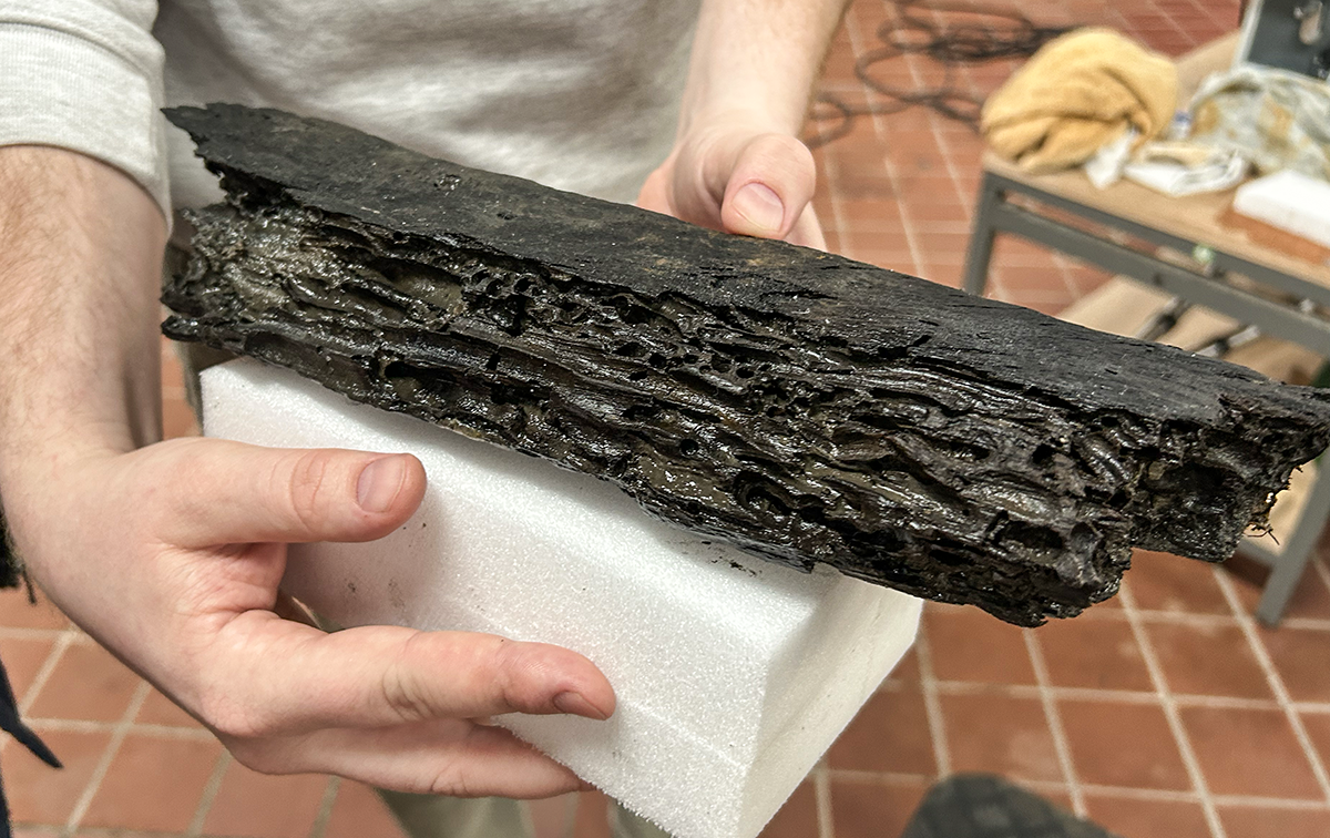 Pæleormenes arbejde. Et gennemboret fragment fra en af Kolding-koggens planker, klart til scanning. Foto: Uffe Wilken.