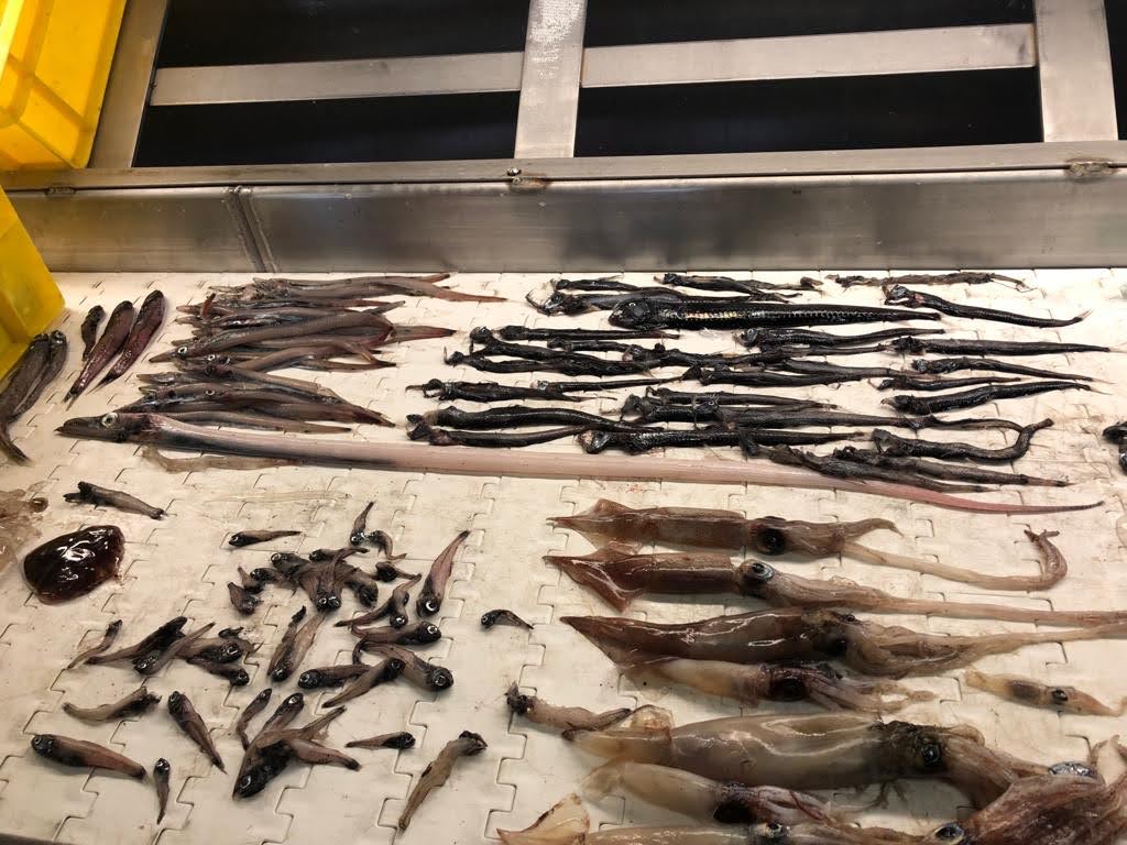 Et udpluk af de mange mesopelagiske arter fanget i et enkelt trawltræk under et forskningssurvey i Nordøstatlanten omfattende forskellige arter af strømsild (Argentina spp.), blæksprutter (Cephalopoda), og prikfisk (Myctophidae), med flere. Foto: Berthe Vastenhoud.