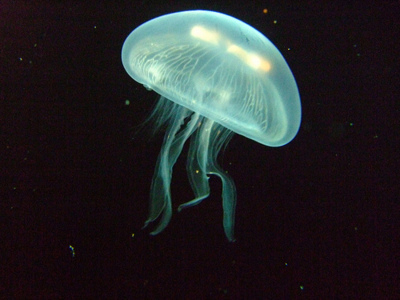 Goplen Aurelia aurita. Foto: Xupeng Chi.