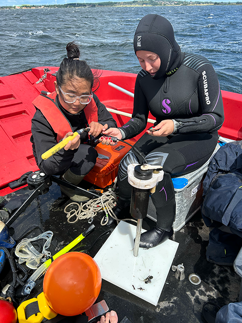 Hannah Yeo og Madison Paliotti tjekker ilt- og lysloggeren, som kontinuerligt registrerer data i ålegræsengen. (Foto: Uffe Wilken).