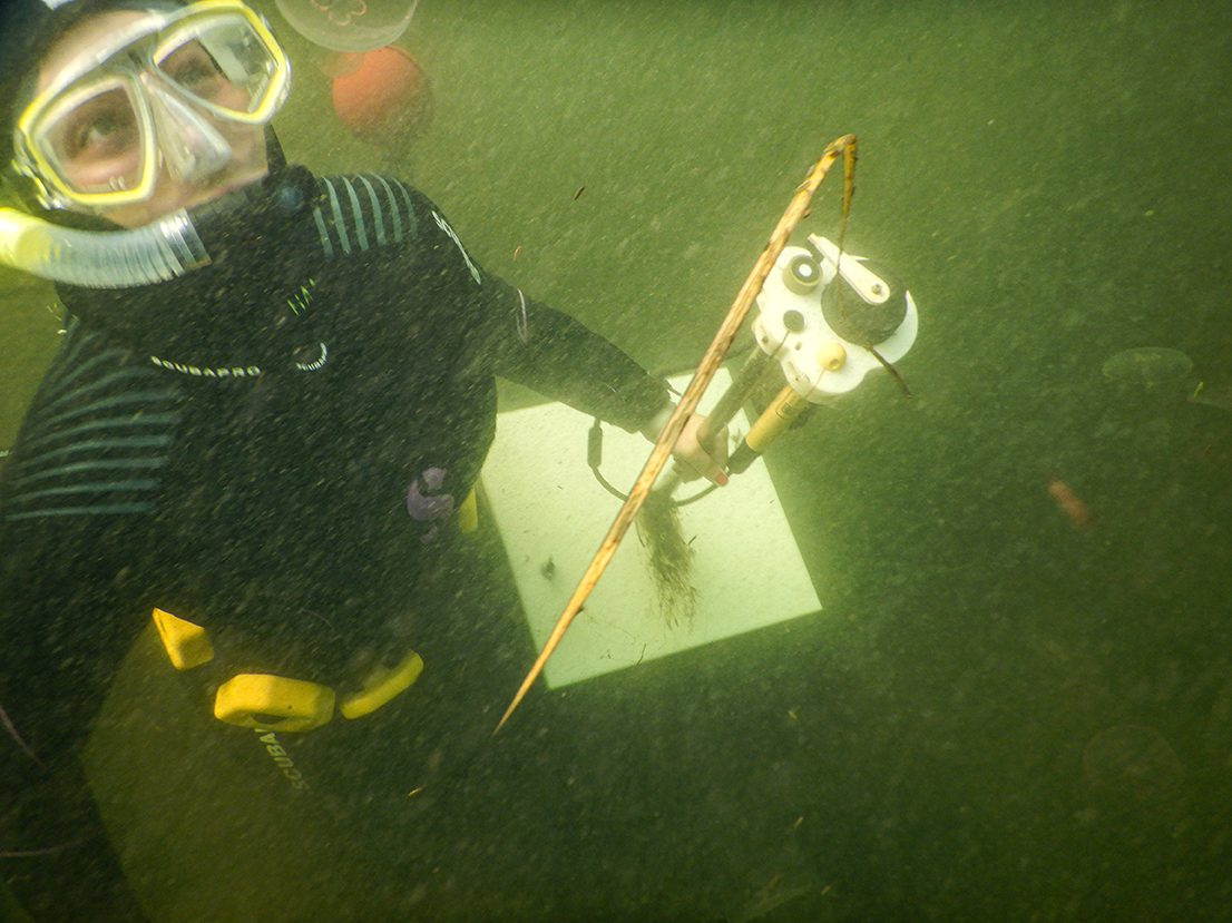 Marinbiolog Madison Paliotti på vej op fra ålegræsengen med det 10 kg tunge udstyr til miljøovervågning. Foto: Uffe Wilken.