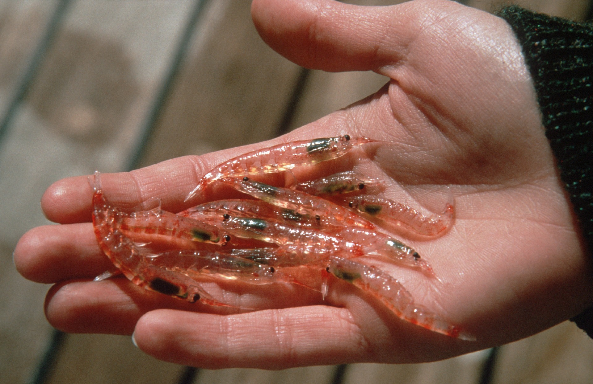 En håndful krill (Euphausia superba). Foto: Simon Wright, British Antarctic Survey.