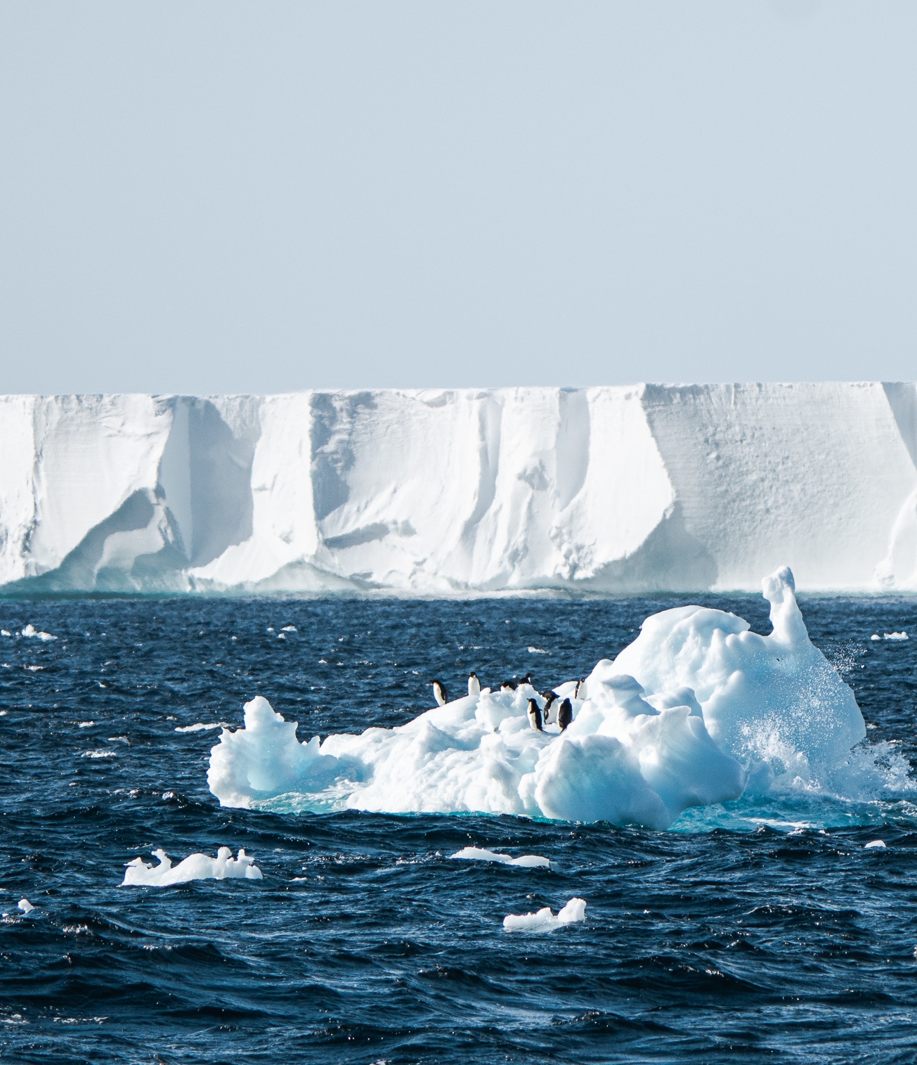 Pingviner på den antarktiske is nær Ross Havet. Foto: Lana Young/Antarctic Science Platform.
