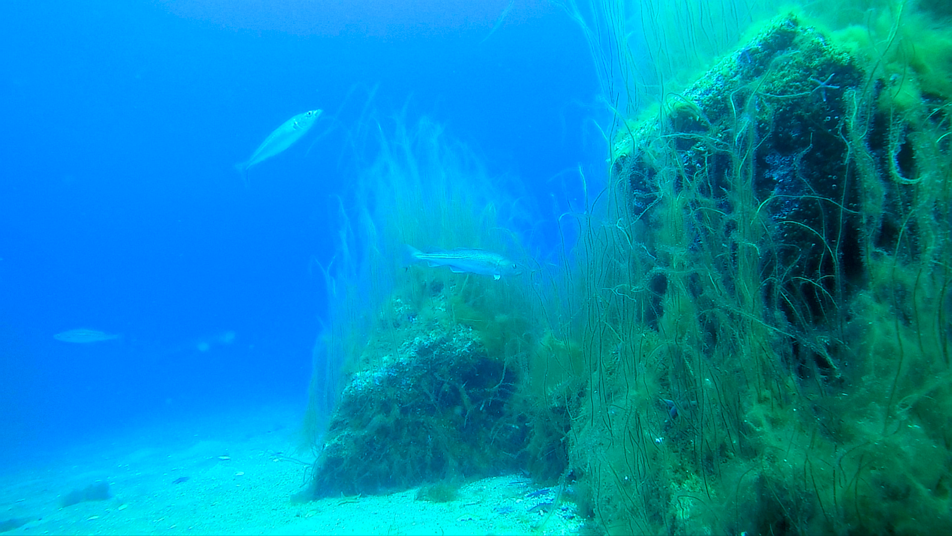 Torsk og sej ved udlagt stenrev i Sønderborg Bugt i 2018. Foto: Jon C. Svendsen