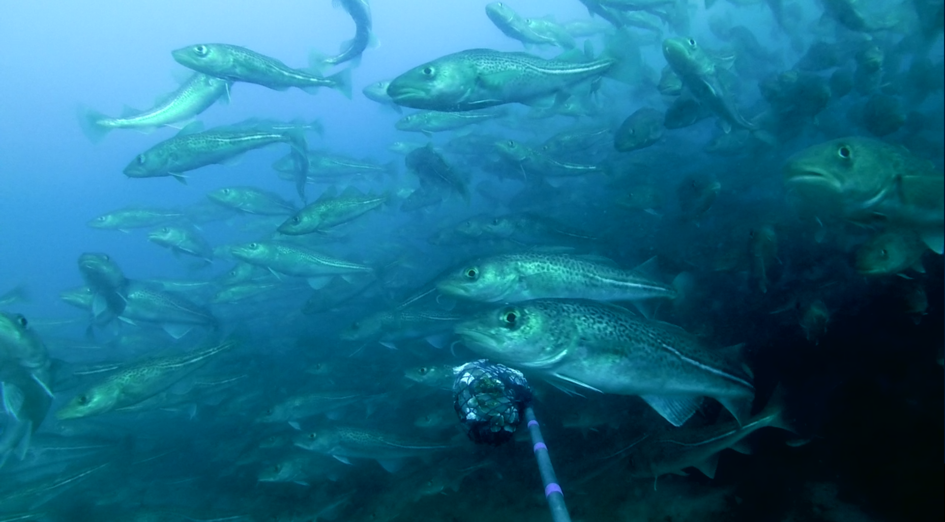 Torsk ved naturligt stenrev i Sønderborg Bugt 2017. Foto: Jon C. Svendsen
