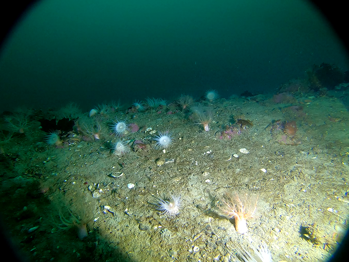 Havbunden nær Aasiaat med flere bentiske dyrearter bl.a. søanemoner. Foto: David Blockley.