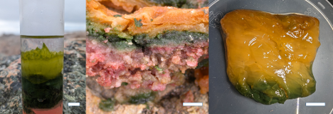 Eksempler på mikrobielle biofilm der vokser i de østgrønlandske kilder ved Uunartoq/Kap Tobin (Uunartip Nuaa), Liverpool Land (venstre), Nørrefjord (centrum), og Knighton Bugt (højre). De forskellige farver indikerer forekomsten af forskellige fotosyntetiserende bakterier, primært cyanobakterier, i forskellige dybder i biofilmene. Mikroorganismerne er indlejret i en tyk slimet matrix, som de selv udskiller. De hvide streger indikerer en længde på 1 cm. (Foto: Michael Kühl; fra Kühl og Colgan, 2025)