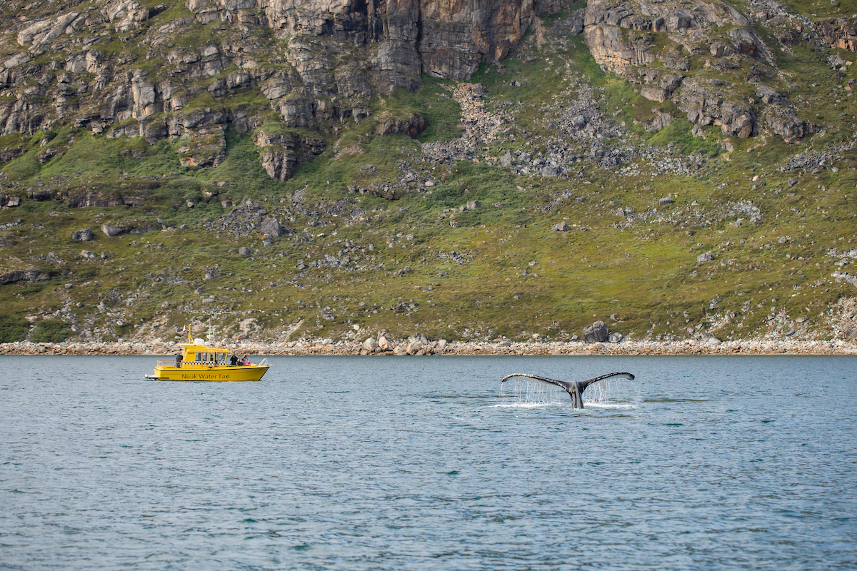 Hvalkig fra havtaxi. Foto: Aningaaq R. Carlsen, Visit Greenland.