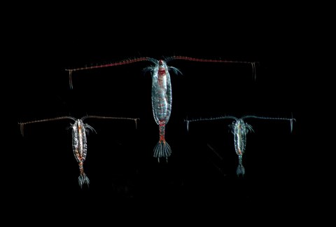 De tre Calanus arter som er helt centrale for nordatlantiske og arktiske fødekæder. De to arktiske  (stor med meget fedt) Calanus glacialis til venstre, Calanus hyperboreus (store meget fede i midten), og den nordatlantiske Calanus finmarchicus ( til højre) som spreder sig nordpå. Den store er ca. 1 cm lang. Foto: Prof. Russ R. Hopcroft.