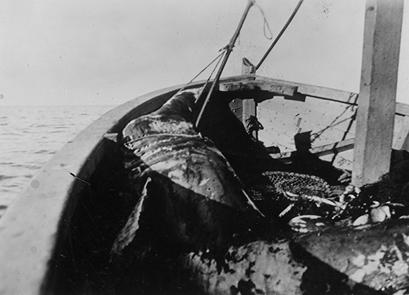 Hammerhajen fra Sjællands Ode, 1937, som alligevel ikke var en hammerhaj, men en brugde. 