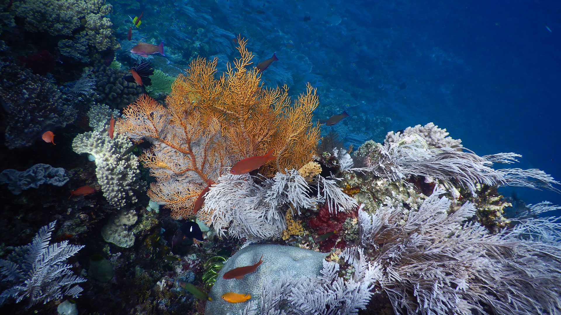 Koralrev nord for Sulawesi, Indonesien