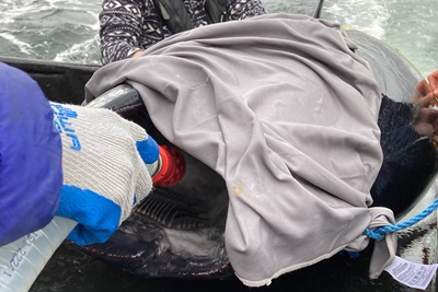 Der sprøjtes masser af vand i tunen for at den ikke skal mangle ilt. Foto: Richard Martin, Water Aps.