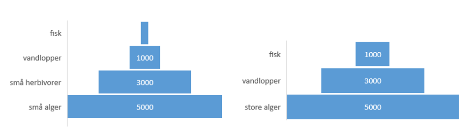 Figur 5: Energipyramider for to forskellige havområder. Tallene i boksene er relative tal uden enhed for bruttoproduktionen i hvert trofisk niveau. Kilde: Marie Eiland.