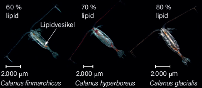 Figur 6: Indholdet af fedtstof (lipid) er forskelligt hos de tre arter af vandloppeslægten Calanus i Nordatlanten. Kilde: Torkel Gissel Nielsen, DTU Aqua.