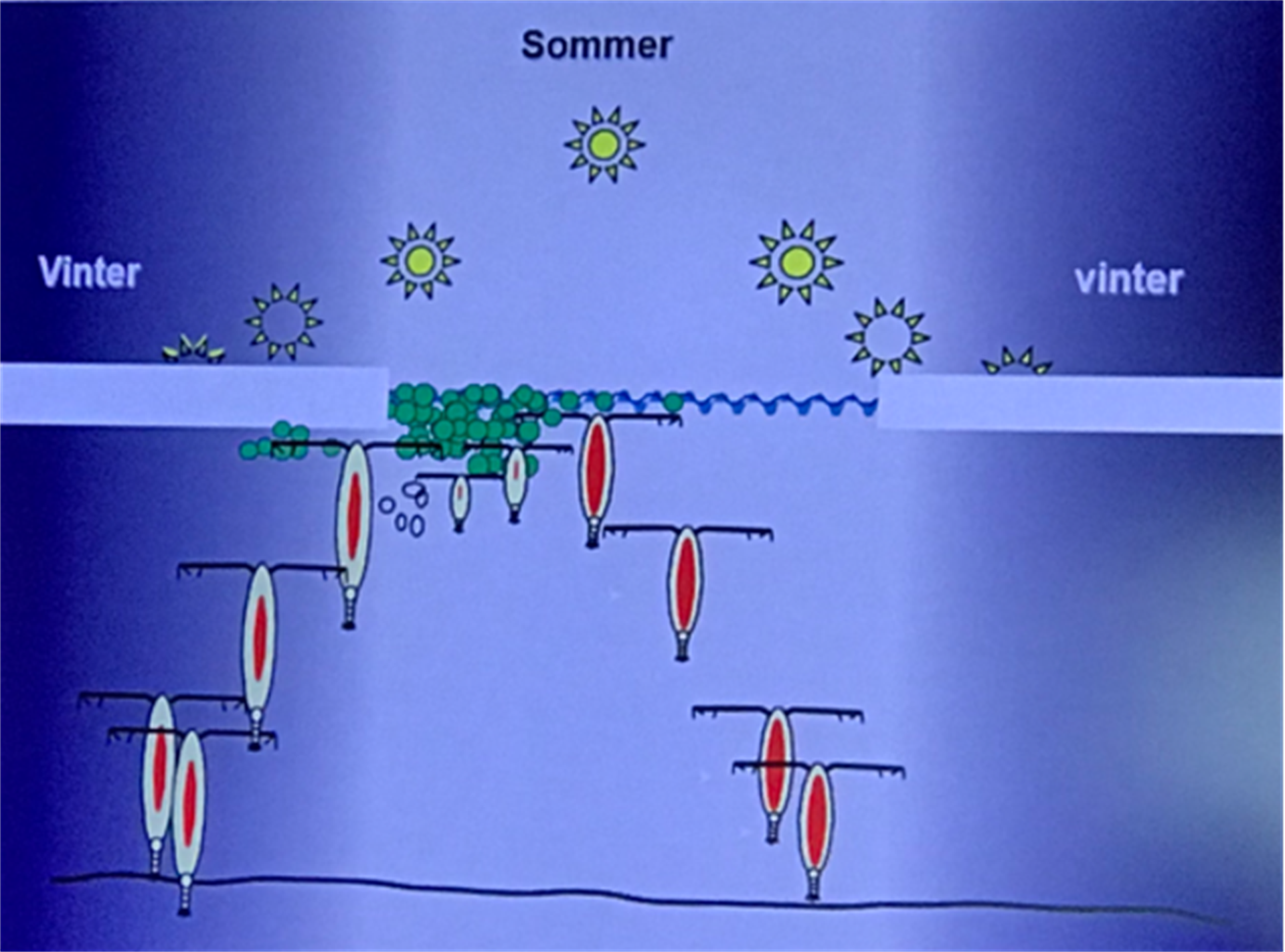  Figur 4: Livscyklus for vandlopper i Nordatlanten. Om vinteren er havoverfladen dækket af is og lysmængden er stærkt begrænset. Kilde: Torkel Gissel Nielsen.